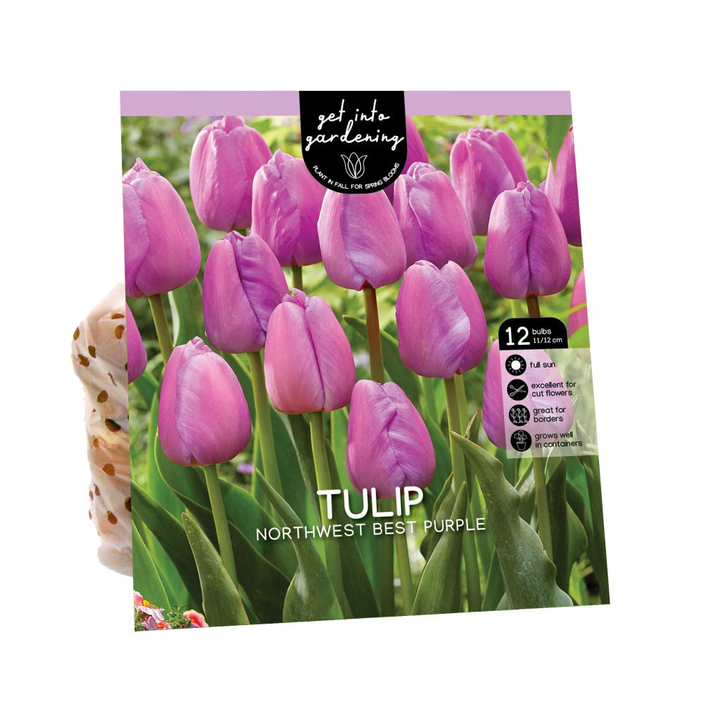 slide 1 of 1, Van Zyverden Tulip Bulbs - Northwest Best Purple, 12 ct