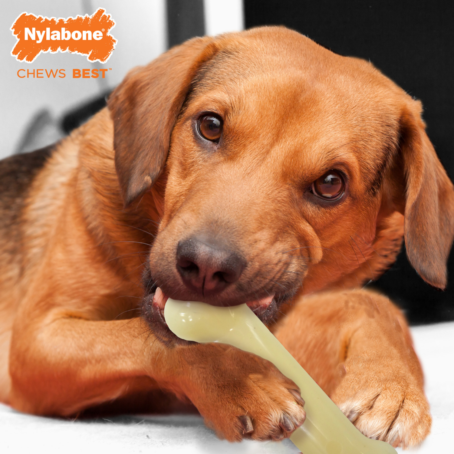 slide 3 of 4, Nylabone Durable Original Chew Bone For Medium Dogs, 1 ct