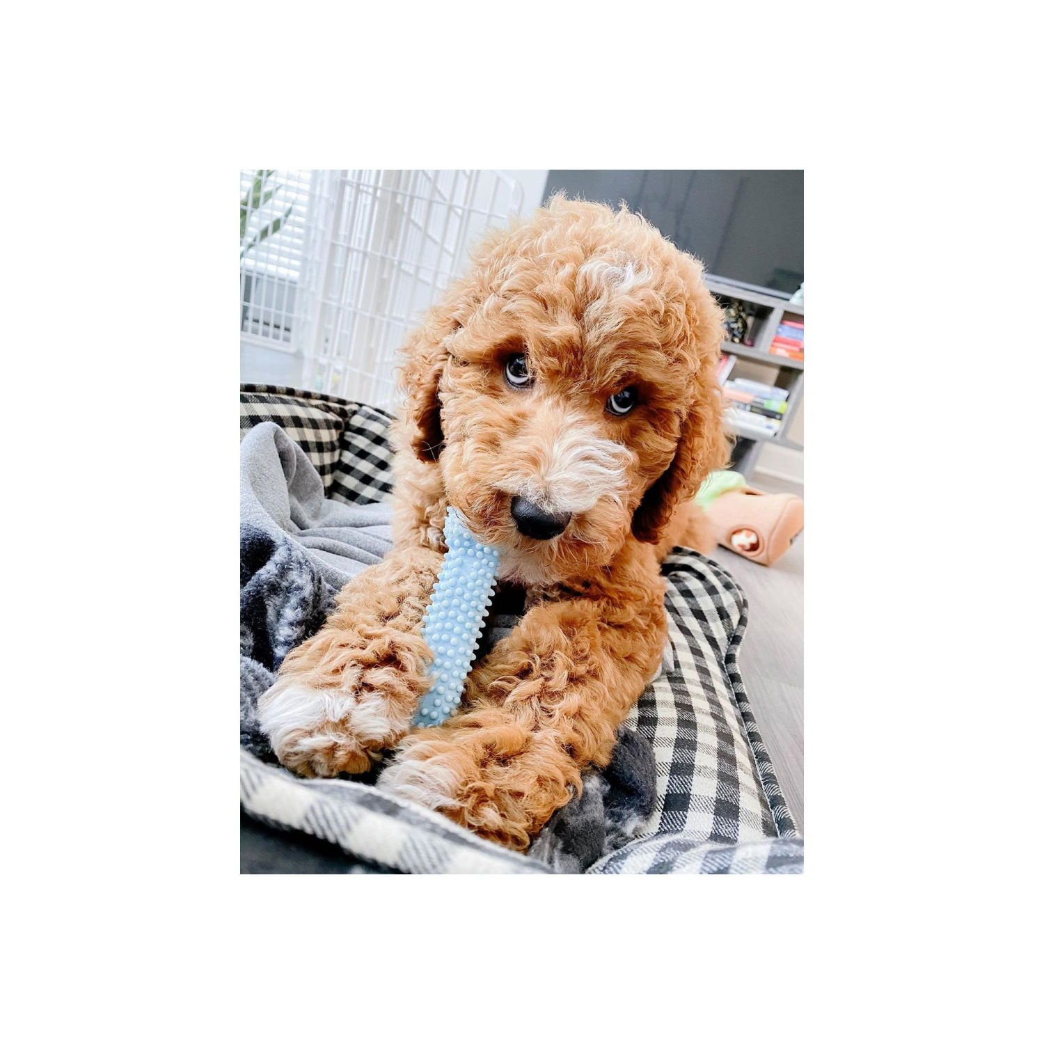 slide 4 of 6, Nylabone Puppy Teething & Soothing Flexible Chew Toy Chicken Blue X-Small/Petite - Up to 15 lbs.(1 Count), 1 ct