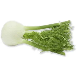 Fennel / Sweet Anise