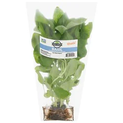 Basil Hydroponic Prepacked