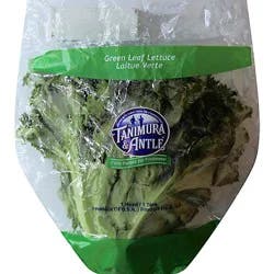 Lettuce Green Leaf