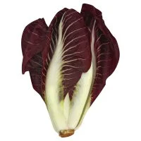Red Belgian Endive Lettuce