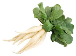 Radishes Icicle White