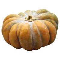 Squash Baby Yellow