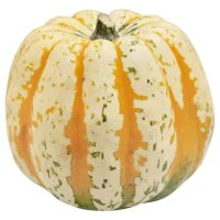 Carnival Squash