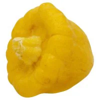 Squash Sunburst