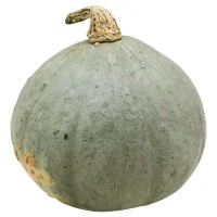 Hubbard Squash