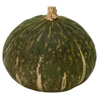 Squash Buttercup