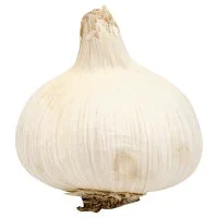 Organic Garlic