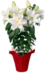 Rose Lily