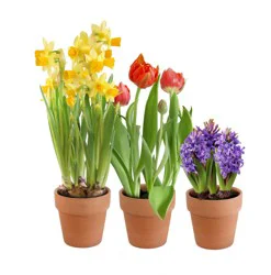 Spring Bulb Assortment in Clay Pot