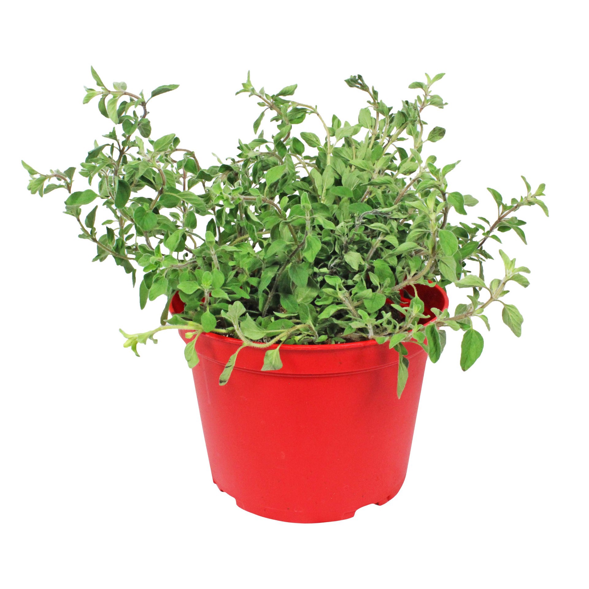 slide 1 of 1, Natures Herb Farm Mexican Oregano, 1 ct