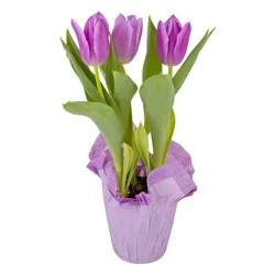 Assorted Bulbs 4 Inch Pot (Plant May Vary)