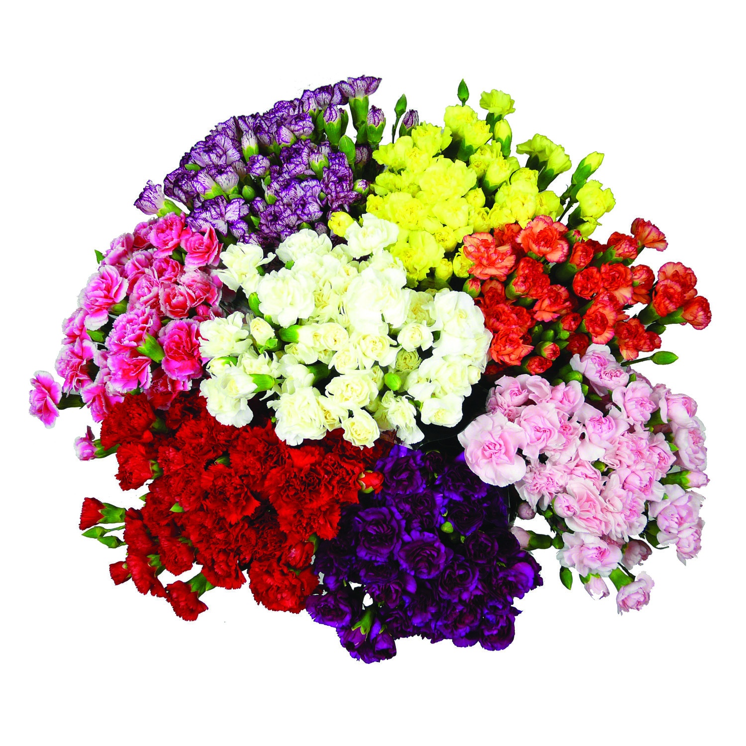 slide 1 of 1, Cub Mini CB Carnation, 9 Inch Stem, 1 Each, 9 in