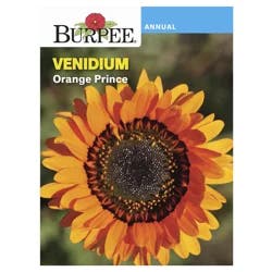 Burpee Venidium Orange Prince Seeds