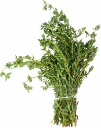 Fresh Thyme