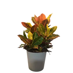 Foliage, Croton Petra, 10" Designer Planter