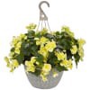 slide 11 of 13, Garden Exclusive 13.0 Hanging Basket, 1 ct