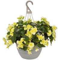 slide 2 of 13, Garden Exclusive 13.0 Hanging Basket, 1 ct