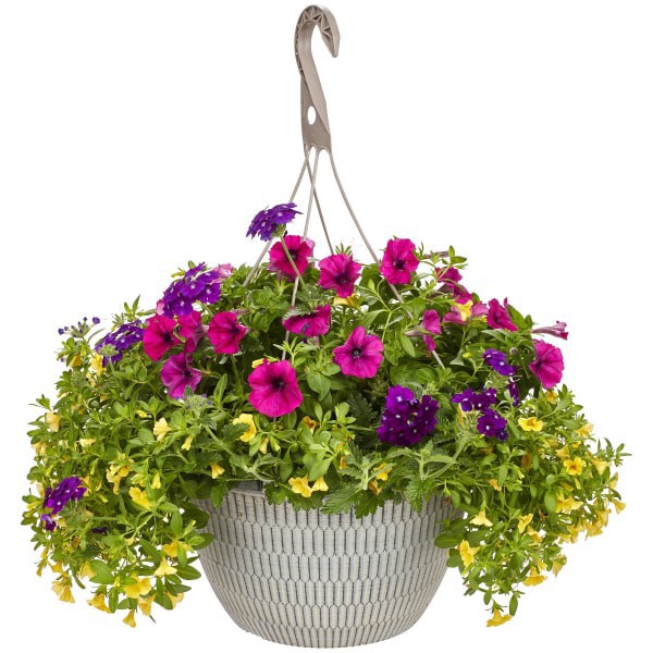 slide 7 of 13, Garden Exclusive 13.0 Hanging Basket, 1 ct