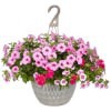 slide 8 of 13, Garden Exclusive 13.0 Hanging Basket, 1 ct