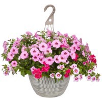 slide 12 of 13, Garden Exclusive 13.0 Hanging Basket, 1 ct