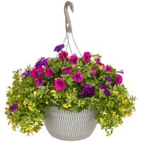 slide 9 of 13, Garden Exclusive 13.0 Hanging Basket, 1 ct