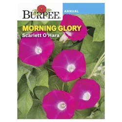 Burpee Morning Glory Scarlett O' Hara Seeds - Red