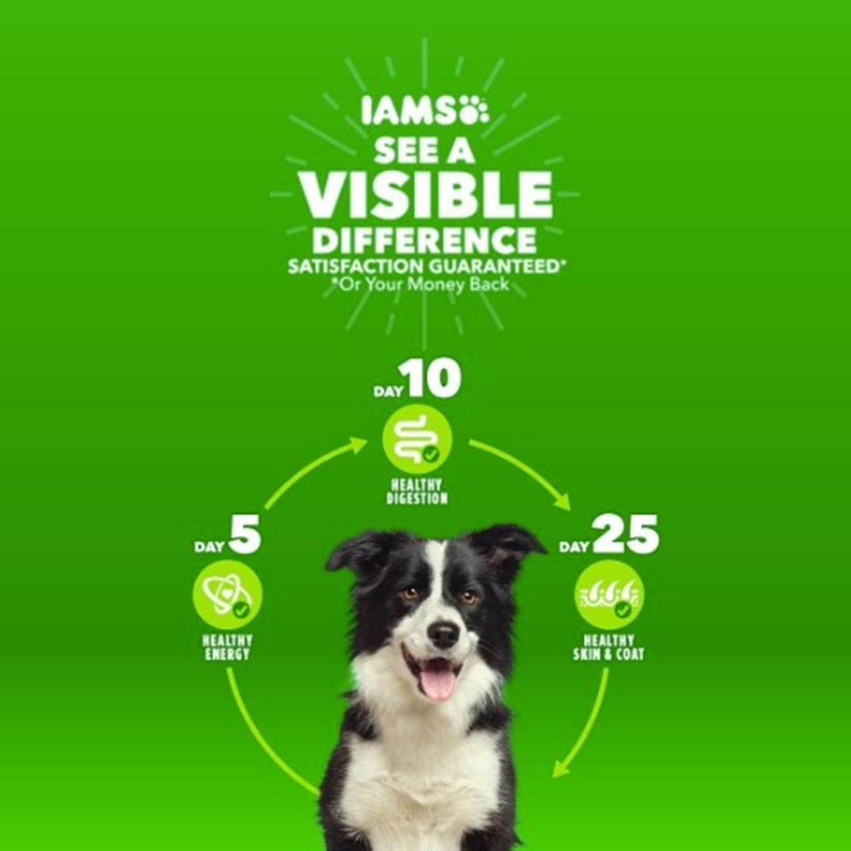 slide 25 of 29, IAMS Advanced Health Adult 1+ Immune Health Super Premium Chicken & Superfoods Recipe Dog Food 6 lb, 6 lb