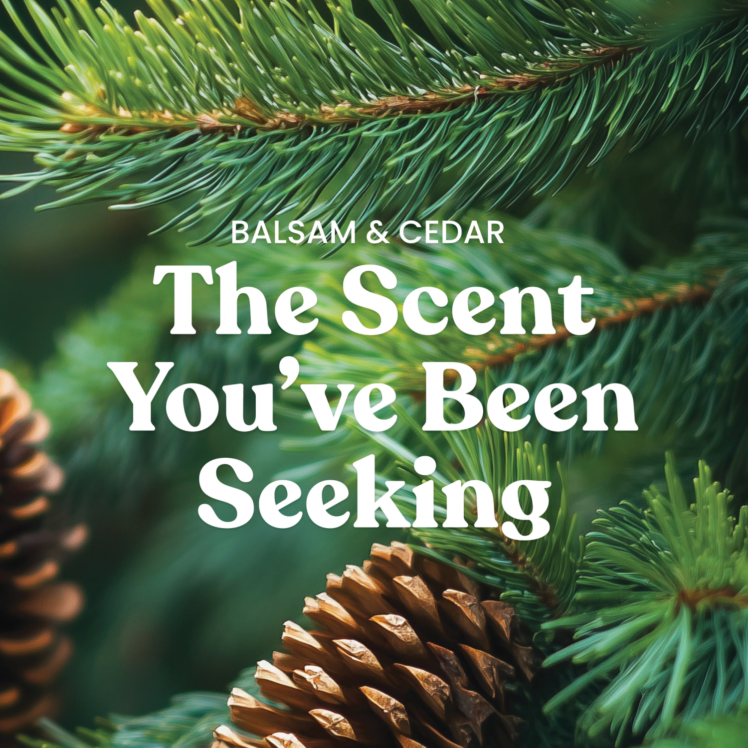 slide 3 of 6, Yankee Candle Signature Collection Small Tumbler Balsam & Cedar, 4.3 oz