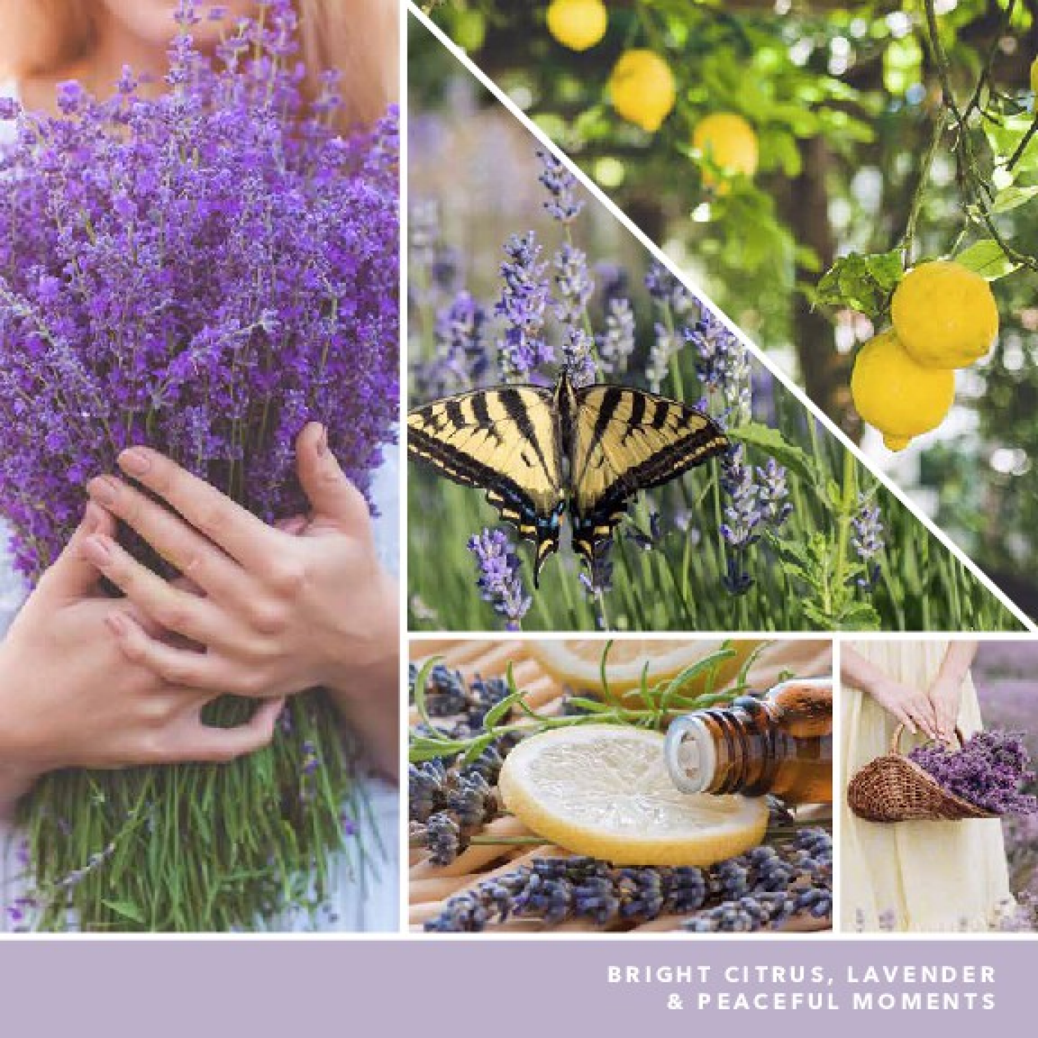 slide 2 of 3, Yankee Candle Lemon Lavender Candle 1 ea, 1 ct