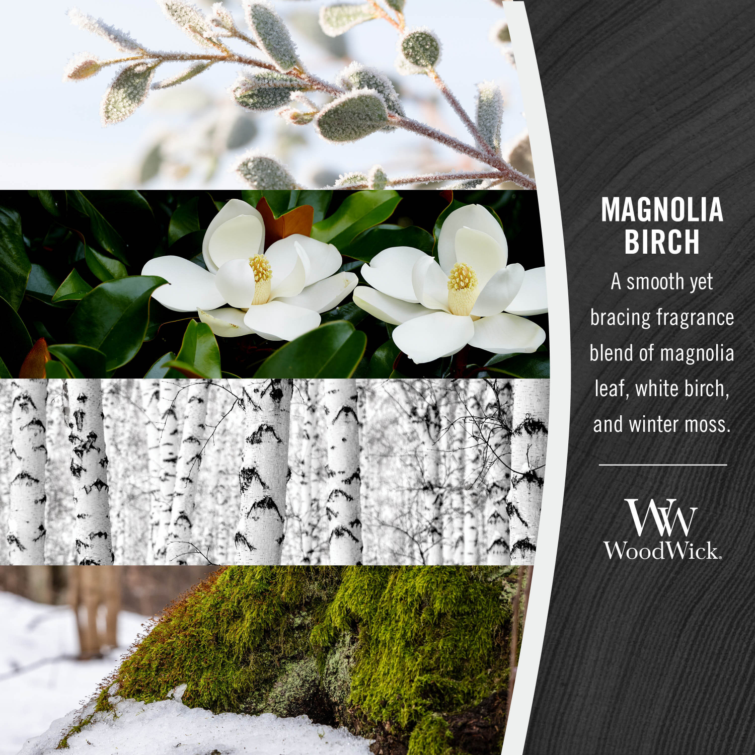 slide 3 of 4, WW Trilogy Magnolia Birch Candle 1 ea, 1 ct