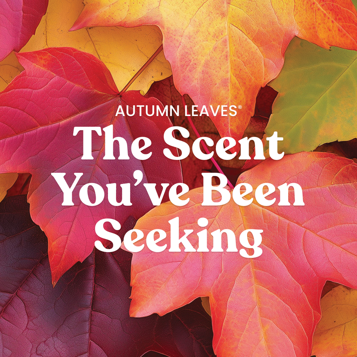 slide 5 of 5, Yankee Candle YC 3 WICK AUTUMN LEAVES 14.5OZ, 14.5 oz