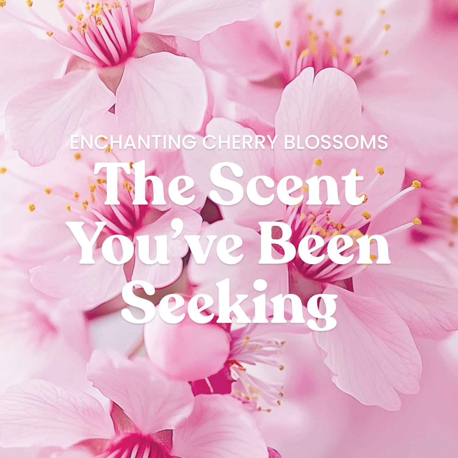 slide 3 of 5, Yankee Candle Large Jar Enchanting Cherry Blossom 22 Oz., 22 oz