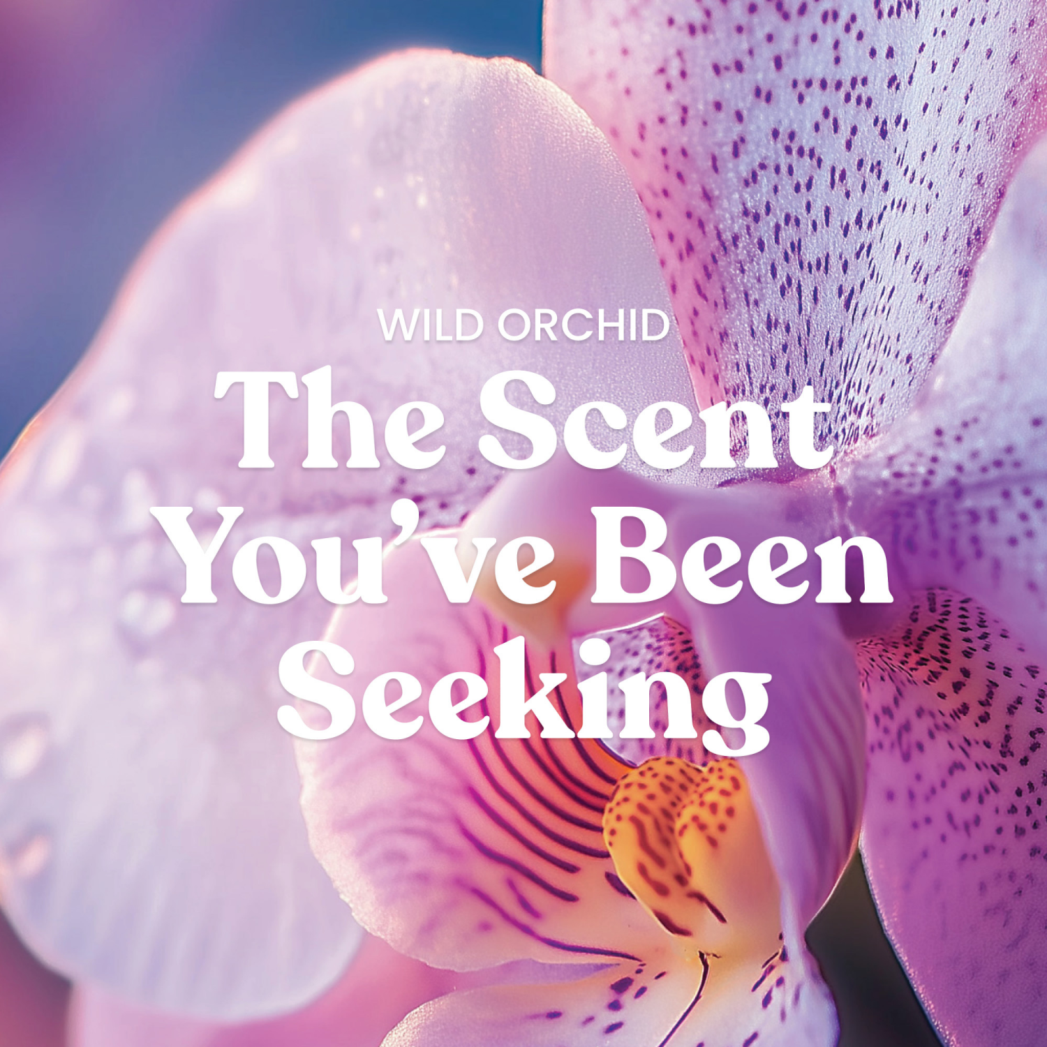 slide 3 of 5, Yankee Candle Large Jar Wild Orchid 22 Oz., 22 oz