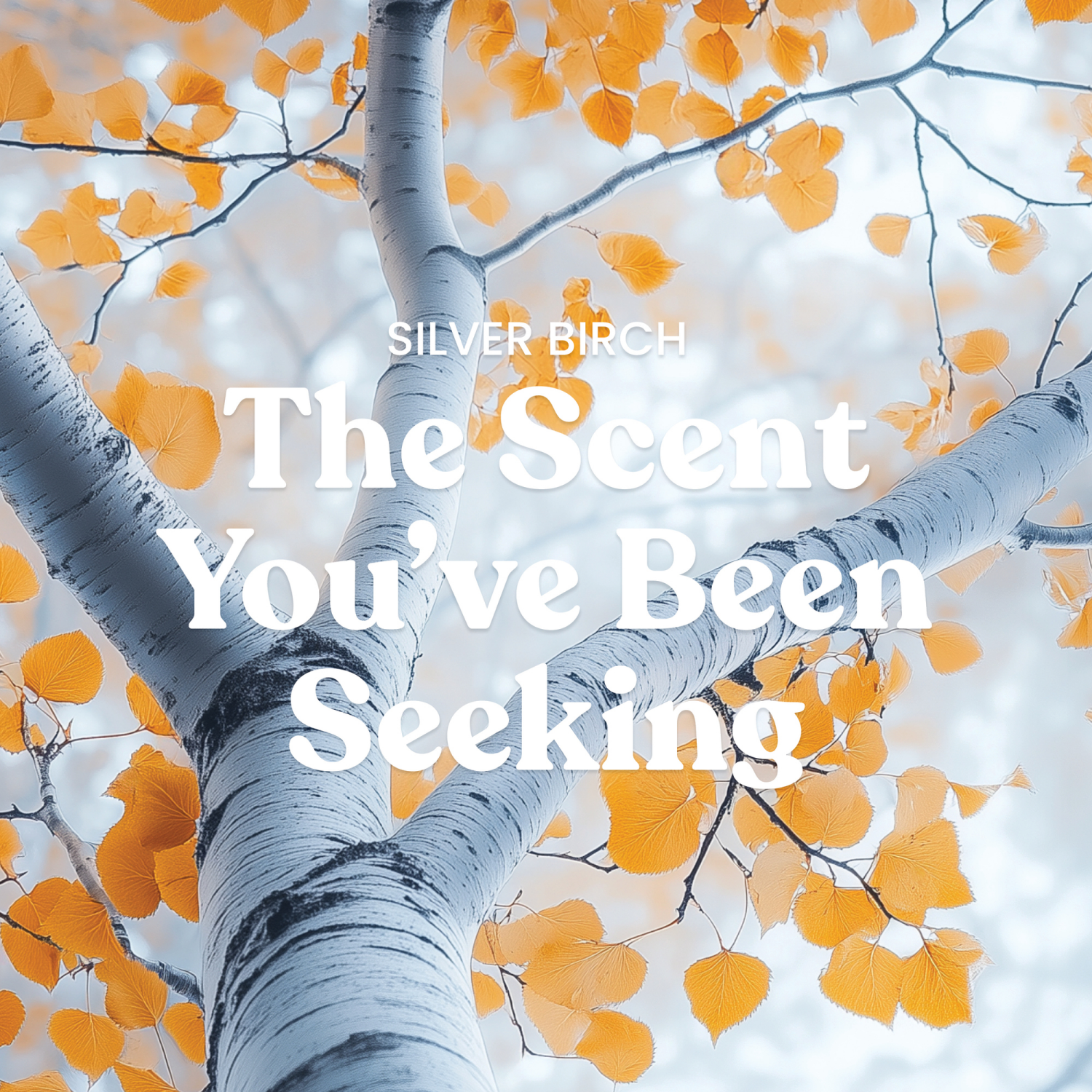 slide 3 of 5, Yankee Candle Large Tumbler Silver Birch 20 Oz., 20 oz