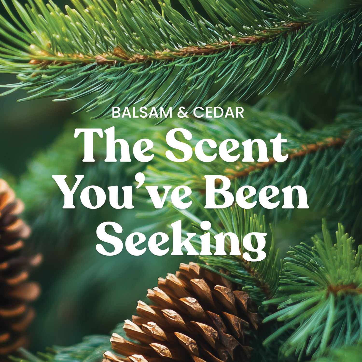 slide 3 of 5, Yankee Candle 3 Wick Candle Jar, Scented Candle with up to 40 Hours of Burn Time, Premium Plant Wax Blend for Consistent Long Lasting Scent from First to Last Burn, Balsam & Cedar, 1 ct