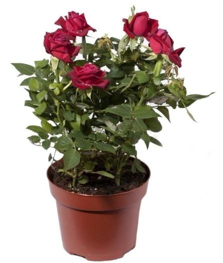 slide 1 of 1, The Floral Shoppe Mini Rose Plant - 6 In, 1 ct