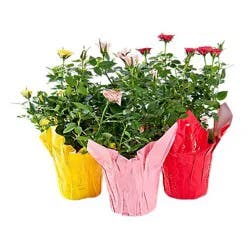 Mini Roses - 6 in