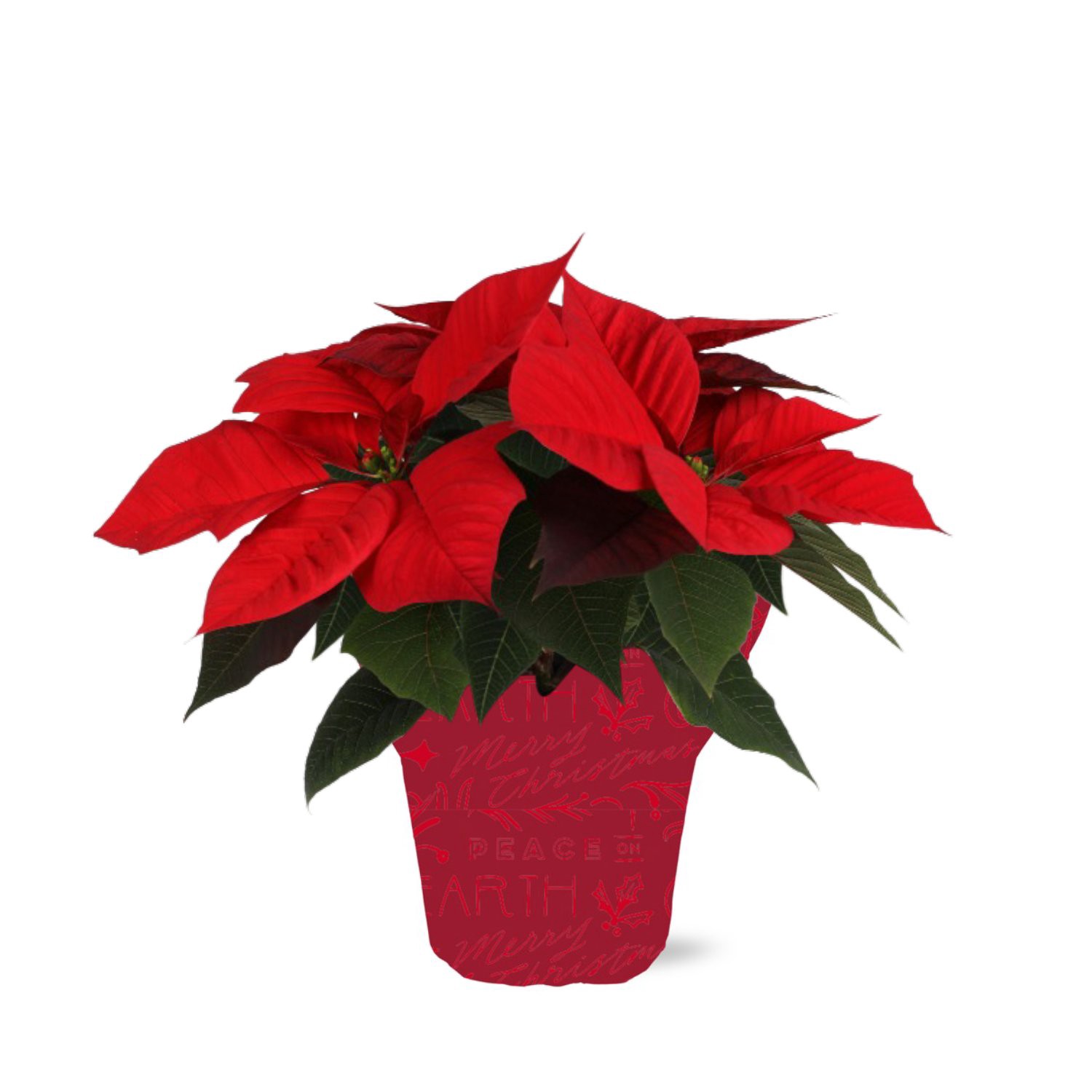 slide 1 of 1, BLOOMS by H-E-B Table Top Poinsettia, 4.5 in