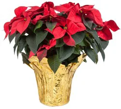 Red Poinsettias