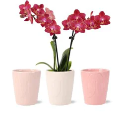Central Market Mini Orchids In Ceramic, Colors Vary