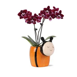 Max & Miles Mini Orchid Bee