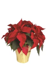 6.5 Novelty Poinsettia