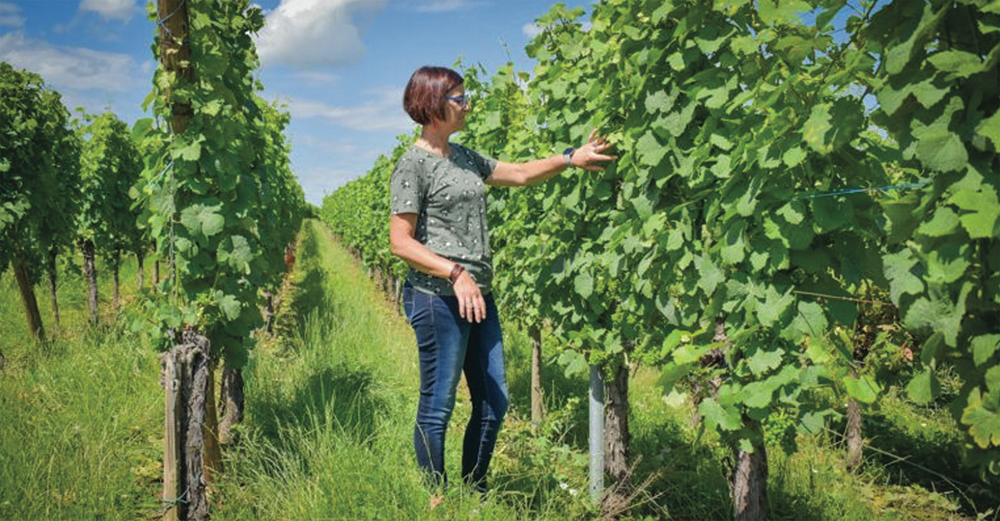 slide 4 of 10, Pierre Sparr Gewurztraminer AOC Alsace, 750 ml