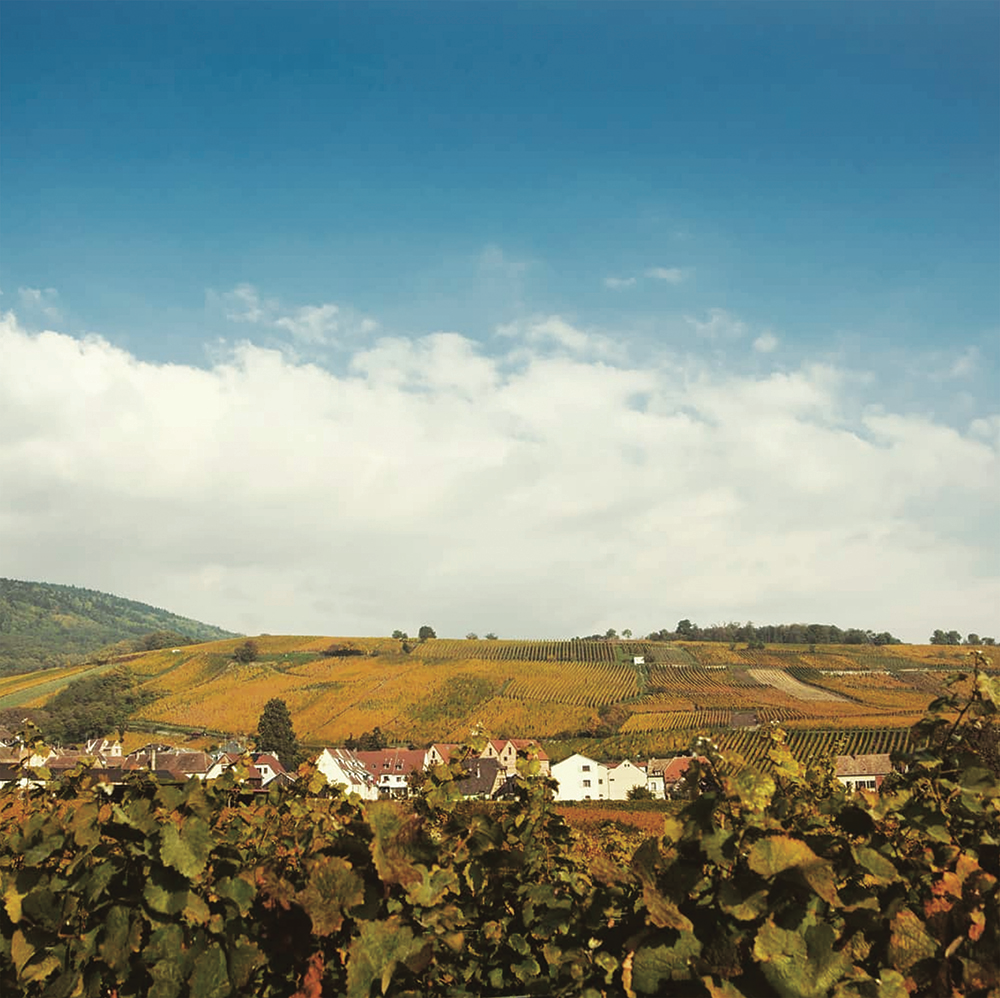 slide 10 of 10, Pierre Sparr Gewurztraminer AOC Alsace, 750 ml