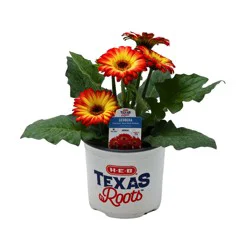 H-E-B Gerbera - Fireball