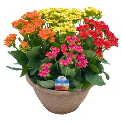 H-E-B Texas Roots Kalanchoe Bowl - Prime Mix