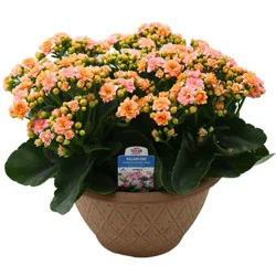 H-E-B Texas Roots Kalanchoe Bowl - Pink